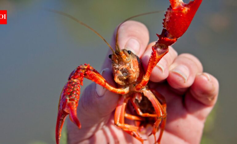 In 1974, Spain imported two tons of American red crayfish for aquaculture; 50 years later, the species cannot be removed