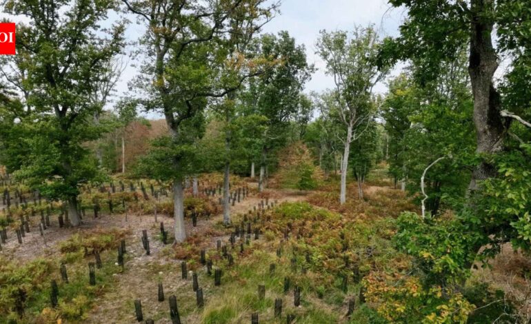 In 2022, France promised 1 billion trees within a decade; four years later, a court struck down the decree funding the programme