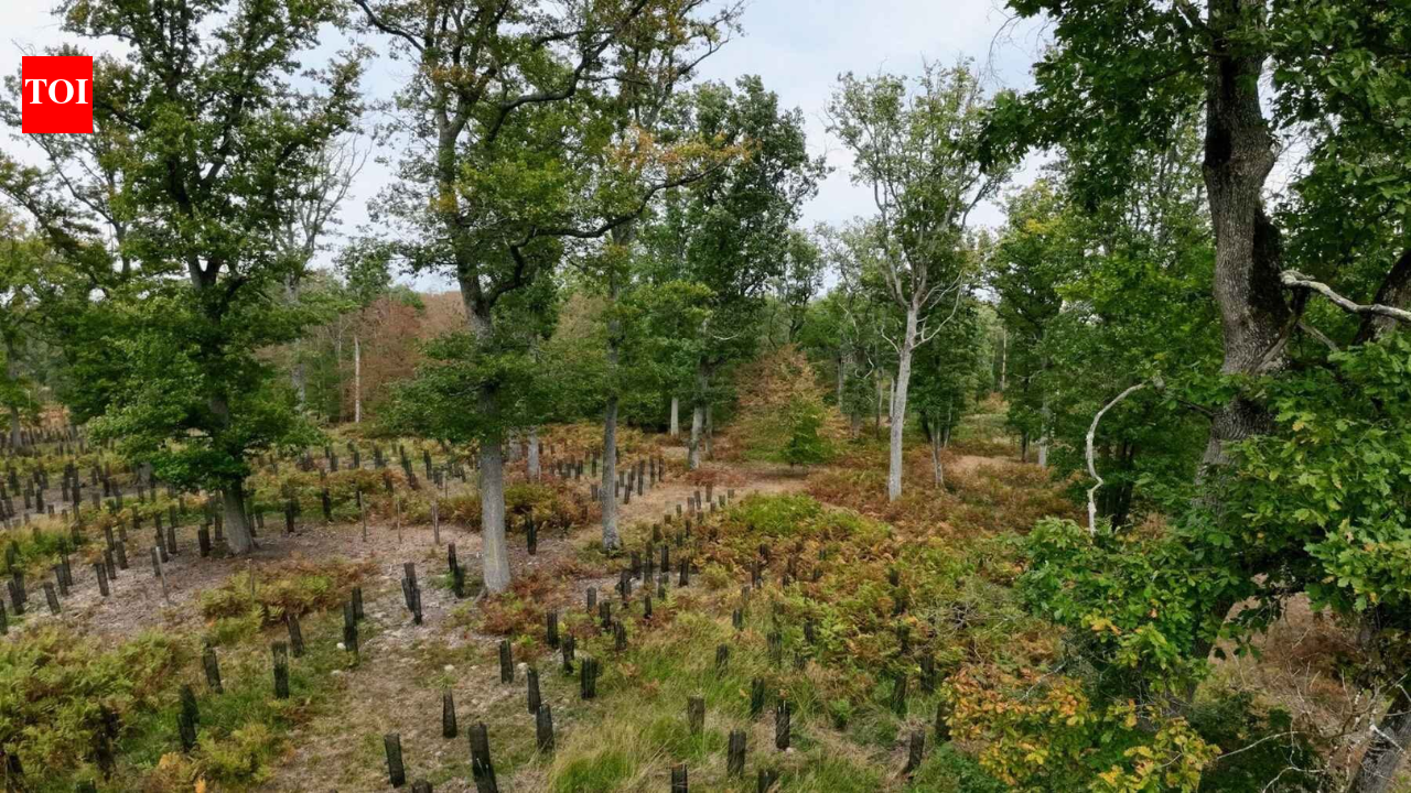 In 2022, France promised 1 billion trees within a decade; four years later, a court struck down the decree funding the programme