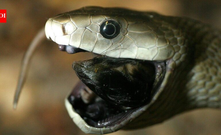 Countries with most black mambas: From South Africa to Kenya, where the deadly snake is found | World News
