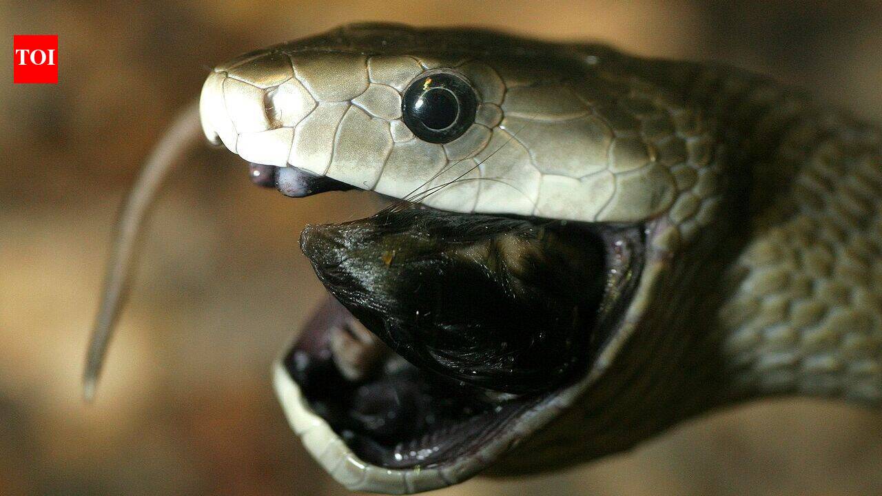 Countries with most black mambas: From South Africa to Kenya, where the deadly snake is found | World News