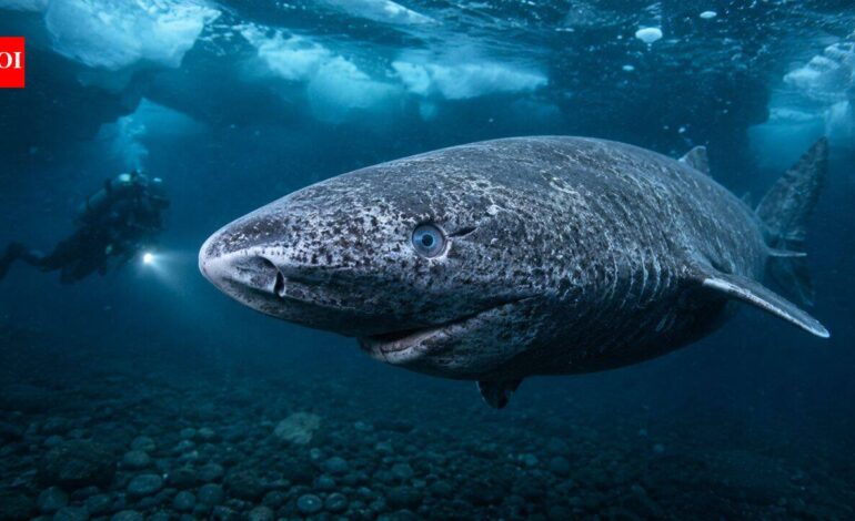 Scientists discover Greenland sharks can survive for centuries with functioning eyesight, overturning the long-held belief that they are blind |