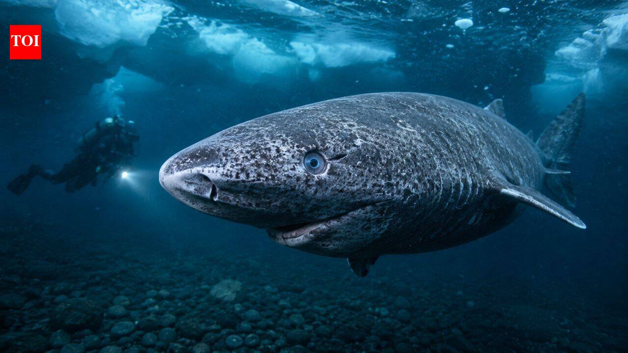 Scientists discover Greenland sharks can survive for centuries with functioning eyesight, overturning the long-held belief that they are blind |