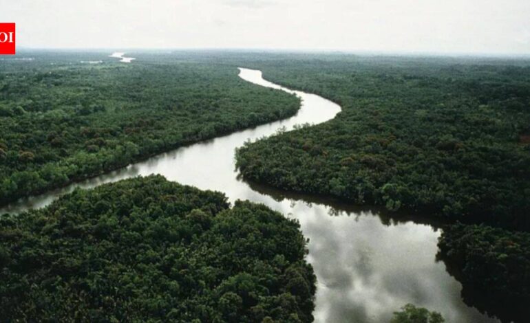 In 2003, China planted small islands of native trees along a degraded river; 20 years later they held only 19–30% of an intact forest’s diversity and biomass