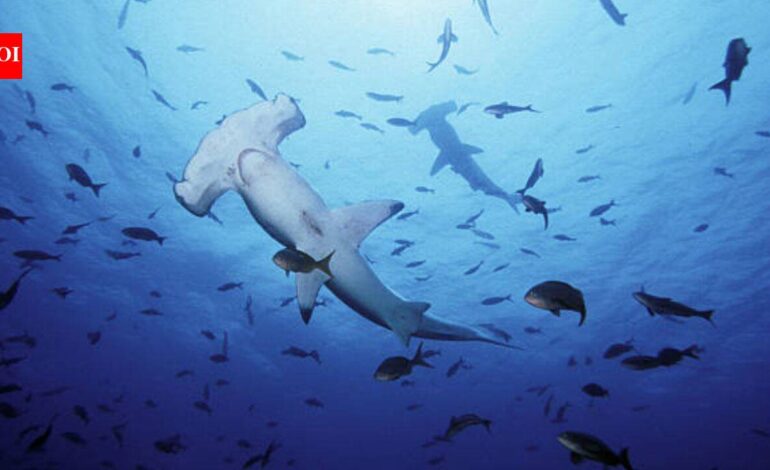 As UK oceans warm up, experts warn great white sharks are ‘already lurking off beaches’ and another toothy predator could follow