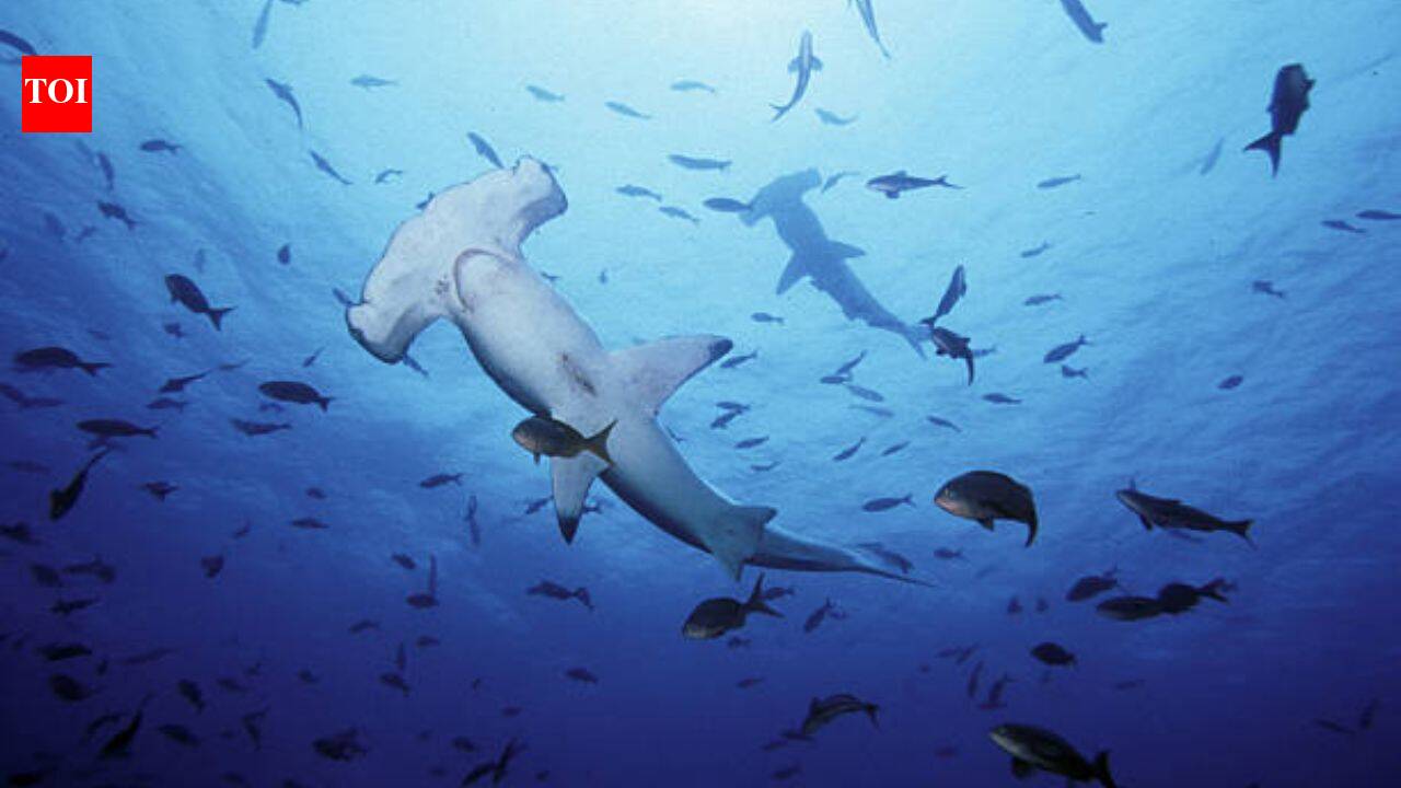 As UK oceans warm up, experts warn great white sharks are ‘already lurking off beaches’ and another toothy predator could follow