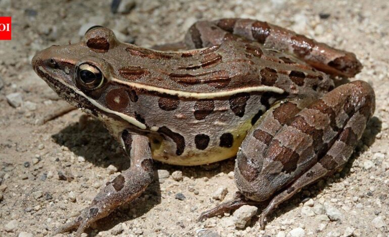Scientists identified seven new diamond frog species in Madagascar after a 12-year search through forests and museum collections
