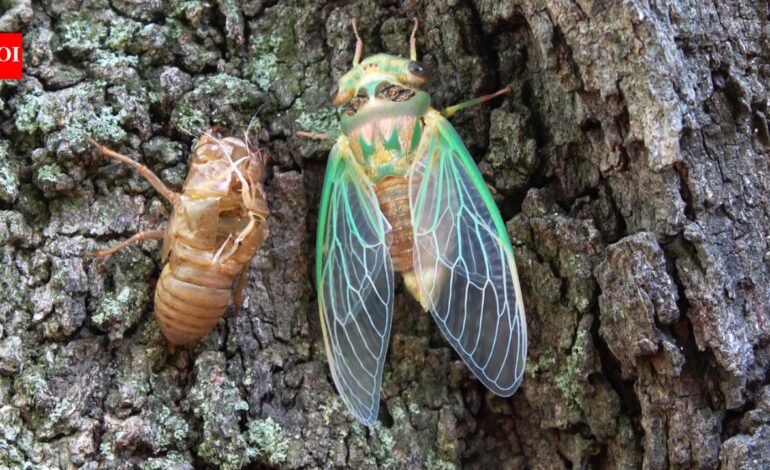 Scientists coated a cicada wing with silver and created a sensor that amplified faint molecular signals by tens of millions