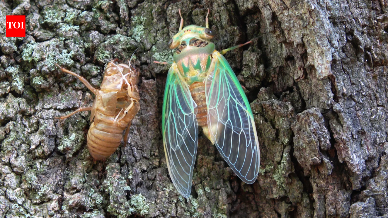 Scientists coated a cicada wing with silver and created a sensor that amplified faint molecular signals by tens of millions
