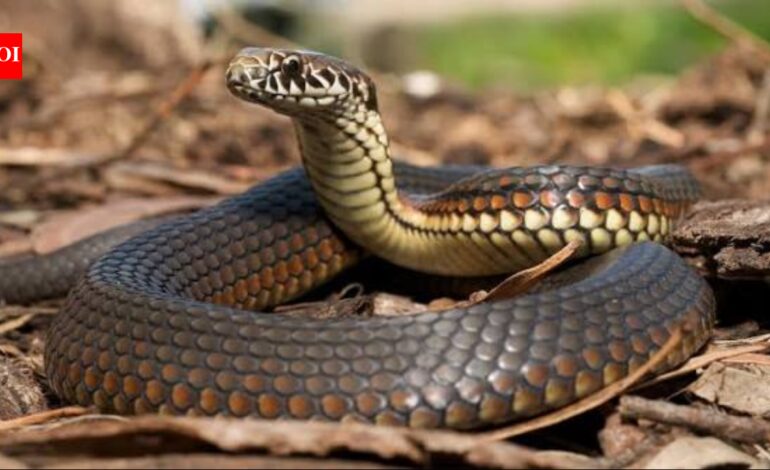 Researchers examined every body vertebra in 13 Australian snakes and found five distinct regions, including a short neck just 7 to 12 vertebrae long