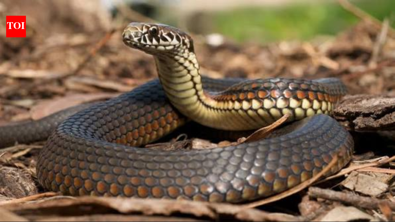 Researchers examined every body vertebra in 13 Australian snakes and found five distinct regions, including a short neck just 7 to 12 vertebrae long
