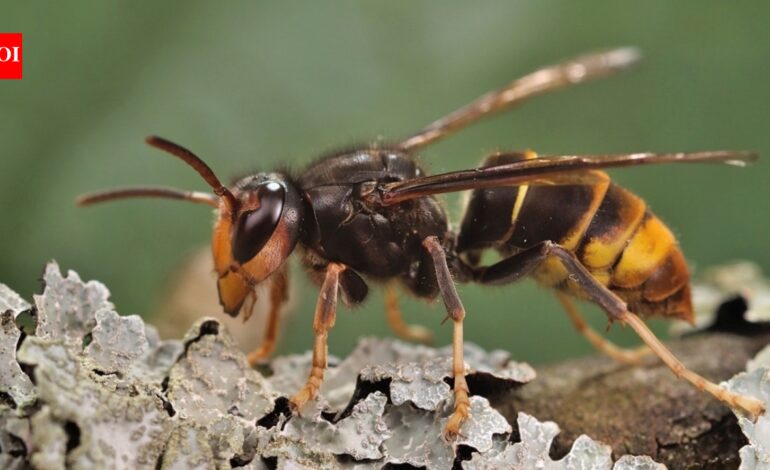 In 2023, America’s first live yellow-legged hornet, a bee-killing predator, was found in Georgia; by 2026, officials had trapped 866 and destroyed 44 nests