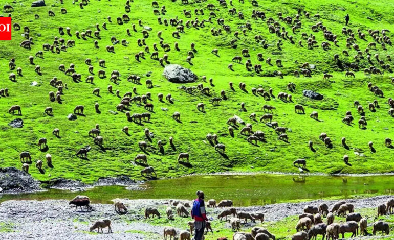 India’s first high-altitude wildlife safari to come up in Ladakh | India News