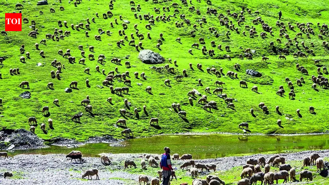 India’s first high-altitude wildlife safari to come up in Ladakh | India News