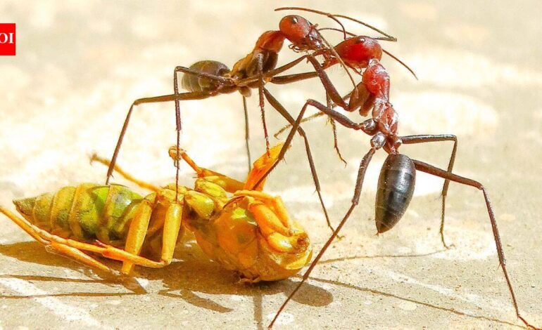 This 6,000 km long underground city stretching from Portugal to Italy is built by the Argentine ants across the coasts of four European countries |