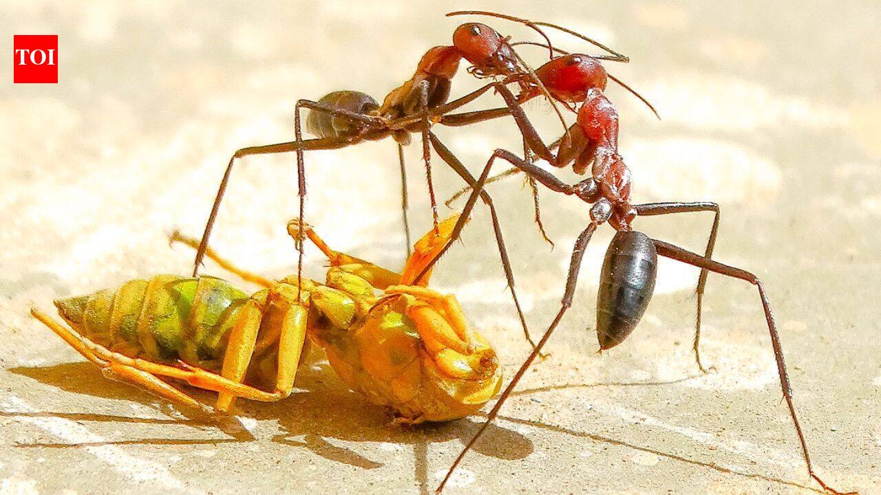 This 6,000 km long underground city stretching from Portugal to Italy is built by the Argentine ants across the coasts of four European countries |