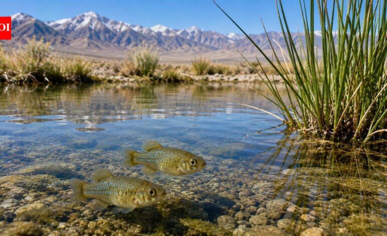 California biologist Phil Pister saved the last Owens pupfish from extinction in 1969 by carrying every surviving fish in two buckets | World News