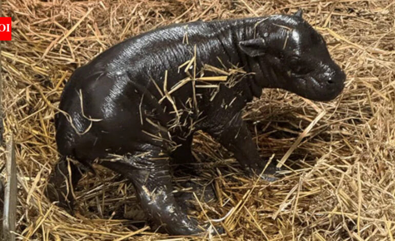 Toronto gets its own ‘Moo Deng’; pygmy hippo calf born to 20-year-old mother, took first steps within minutes of birth