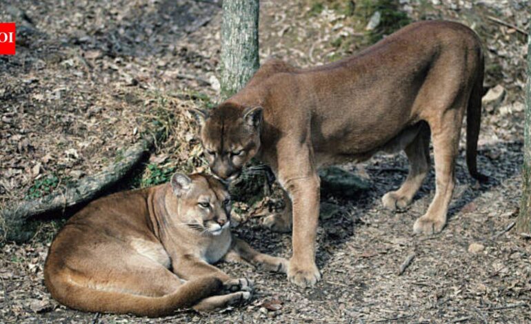 In Washington, Pumas are protecting human lives by preventing vehicle collisions accounting for a 76% reduction in accidents