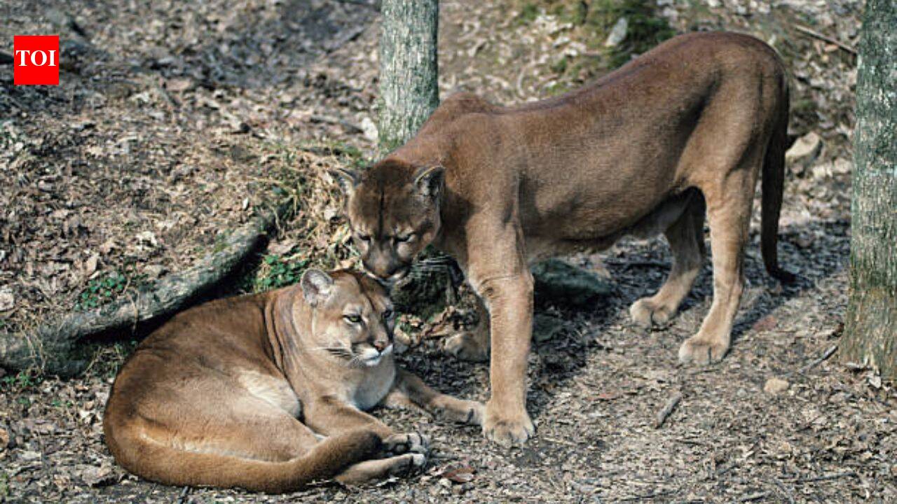 In Washington, Pumas are protecting human lives by preventing vehicle collisions accounting for a 76% reduction in accidents