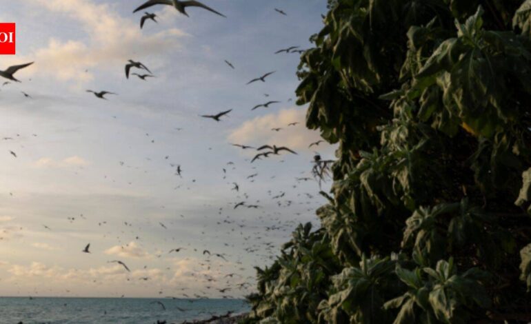 Ulong: In 2024, Palau removed invasive rats from Ulong Island; one year later, fish biomass rose 183% and leaf nitrogen increased about 80% at one reef site