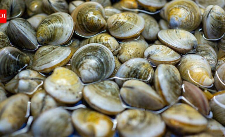 In 2018, scientists found just 39 surviving clams in Florida’s Indian River Lagoon; they bred them and have since outplanted 65 million