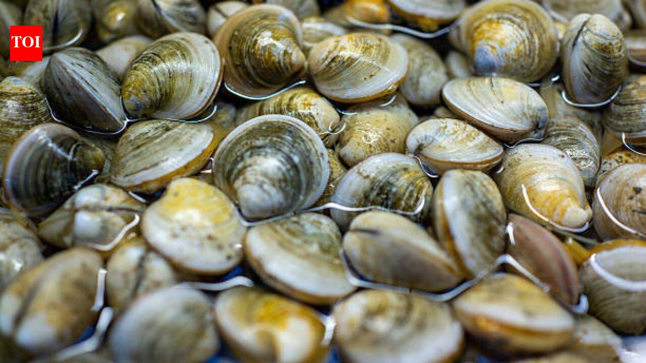 In 2018, scientists found just 39 surviving clams in Florida’s Indian River Lagoon; they bred them and have since outplanted 65 million