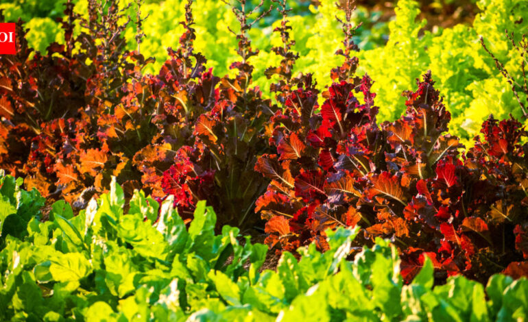 Researchers used a gene gun to make lettuce and tobacco produce cattle and pig myoglobin, the protein that gives meat its red colour and umami flavour