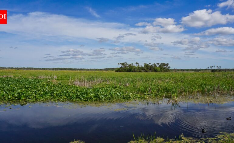 In 1987, Orlando put 1,200 acres of constructed wetlands to work cleaning reclaimed water; the system now polishes about 5.11 billion gallons a year