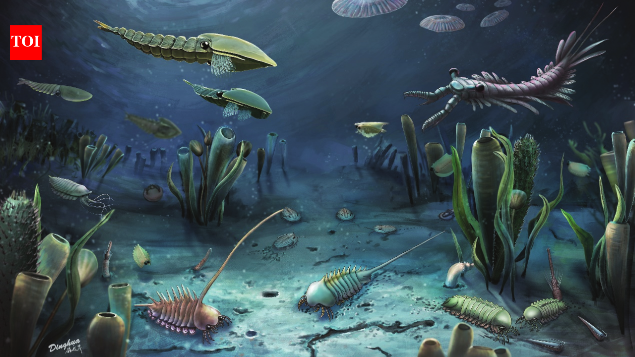 Scientists discovered that animal poop travelled across oceans 540-million-years ago and triggered the evolution of life on earth |