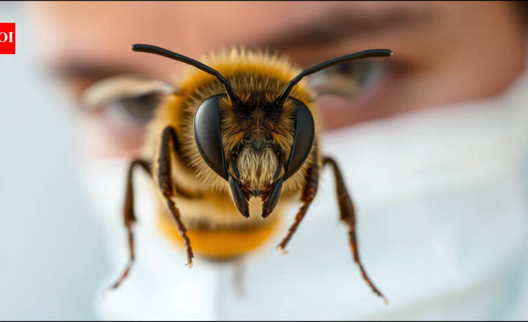 Scientists trained honeybees to recognise human faces, showing how tiny brains can distinguish faces by the arrangement of their features |