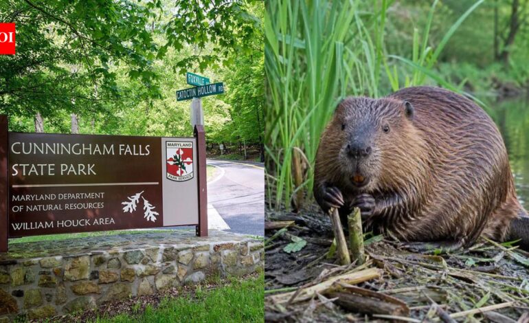 Maryland: Two people bitten by beavers in less than two weeks at Maryland park force partial closure after both animals test positive for rabies | World News