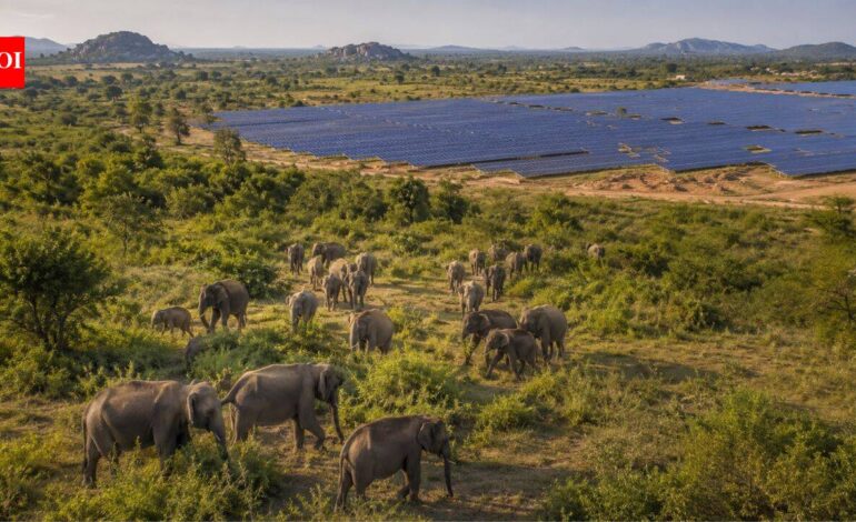 Sri Lanka planned 17 solar projects in Hambantota, but the development could reduce scrubland used by more than 400 elephants | World News