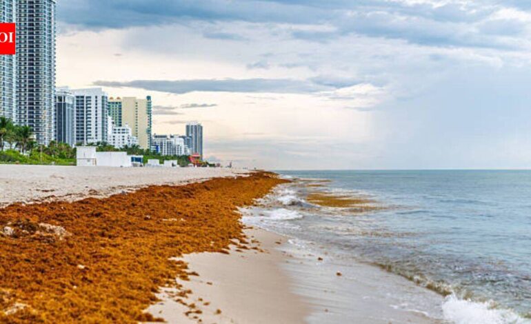 Mexico cleaned over 100K tons of sargassum at the beginning of 2026, but is still facing a seaweed crisis due to the invasive species deeply impacting its tourism