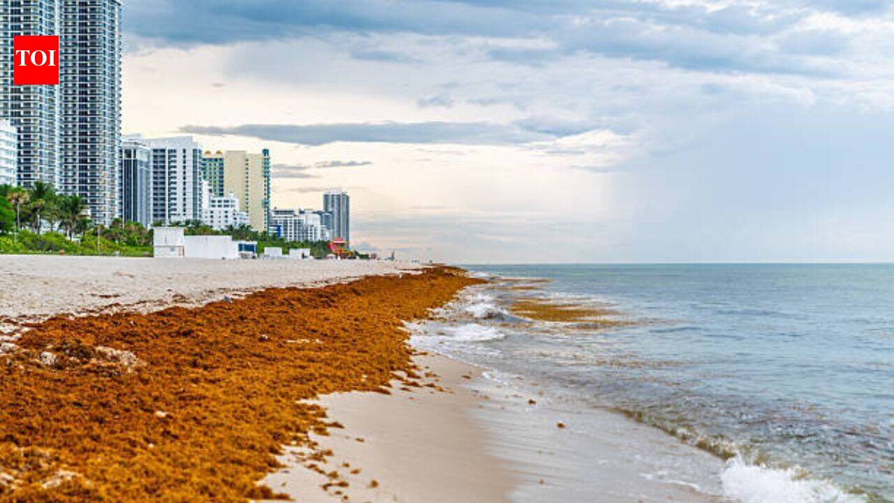 Mexico cleaned over 100K tons of sargassum at the beginning of 2026, but is still facing a seaweed crisis due to the invasive species deeply impacting its tourism