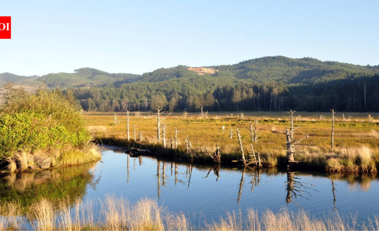 Oregon’s Siletz Bay is restoring 37 acres of tidal wetland this summer, digging new channels where more than a century of diking turned marsh into pasture