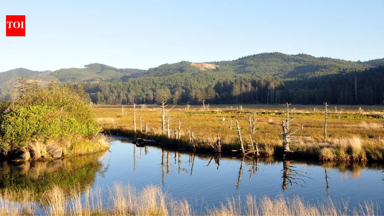 Oregon’s Siletz Bay is restoring 37 acres of tidal wetland this summer, digging new channels where more than a century of diking turned marsh into pasture