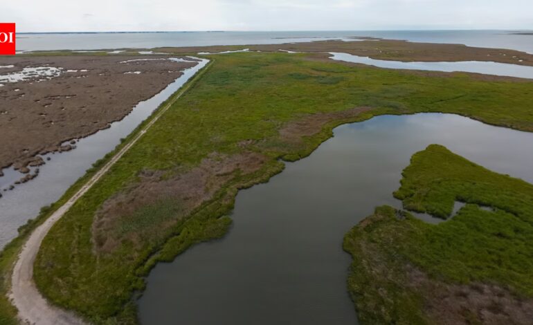 A $13.5 million Maryland project turned dredged sand, silt and shell into roughly 70 acres of wetland habitat for threatened marsh birds