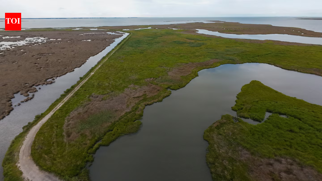 A $13.5 million Maryland project turned dredged sand, silt and shell into roughly 70 acres of wetland habitat for threatened marsh birds