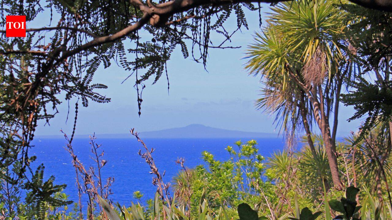 How 280,000 volunteer-planted trees transformed New Zealand’s Tiritiri Matangi from a degraded island into a conservation sanctuary
