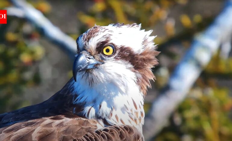 In 2017, conservationists began moving young ospreys from Scotland to Dorset; five years later they bred in southern England for the first time since 1847