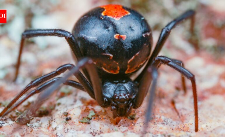 Male redback spiders somersault directly towards a female’s fangs during mating; scientists found the bizarre behaviour may come from surprisingly simple genetics