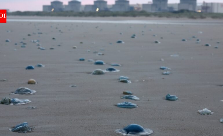 Jellyfish turned into an unexpected threat to France’s Gravelines nuclear plant after a huge swarm clogged its cooling system
