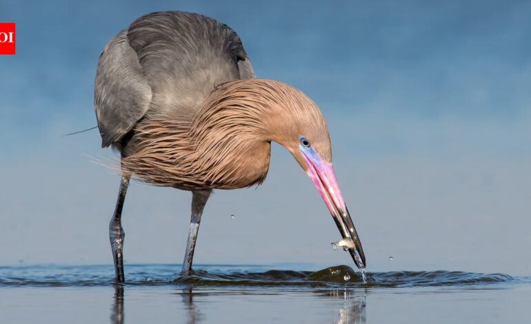 In 1923, wardens began protecting a 35-acre Texas island where the state’s last reddish egrets survived; one family lived there full time in a two-room hut, and today it holds the world’s largest nesting colony