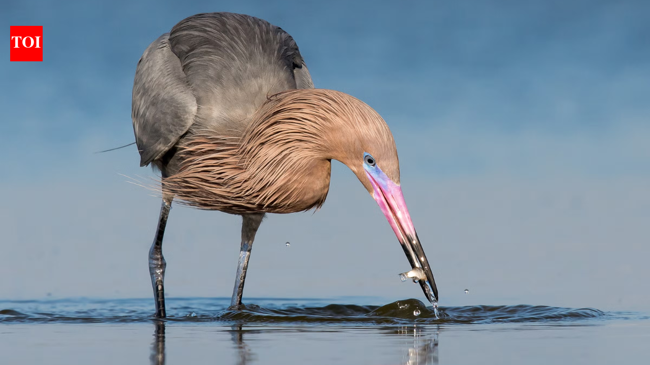 In 1923, wardens began protecting a 35-acre Texas island where the state’s last reddish egrets survived; one family lived there full time in a two-room hut, and today it holds the world’s largest nesting colony