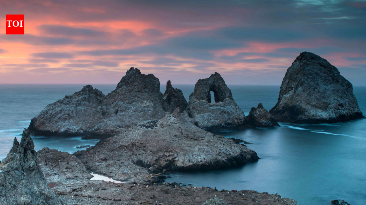 19th-century ships accidentally brought mice to islands 30 miles off San Francisco; they later reached densities of 1,270 per hectare and began reshaping the seabird ecosystem