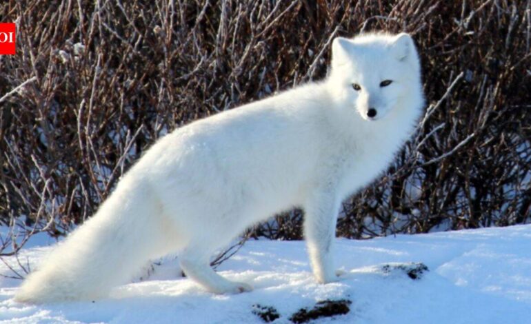 Fur traders introduced Arctic foxes across Alaska’s Aleutian Islands to produce pelts; by killing seabirds, the foxes helped turn lush grasslands into tundra