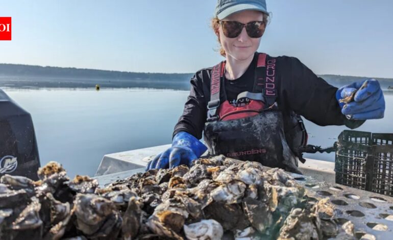 A Maine oyster farm is testing a solar-powered floating conveyor that moves oyster baskets through water and air; one raft is designed for 125,000 oysters a year