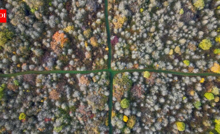 In 1988, an English farmer stopped cultivating his entire 377-acre wheat farm; 35 years later, it became one of central England’s biggest refuges for scrub, woodland and rare wildlife