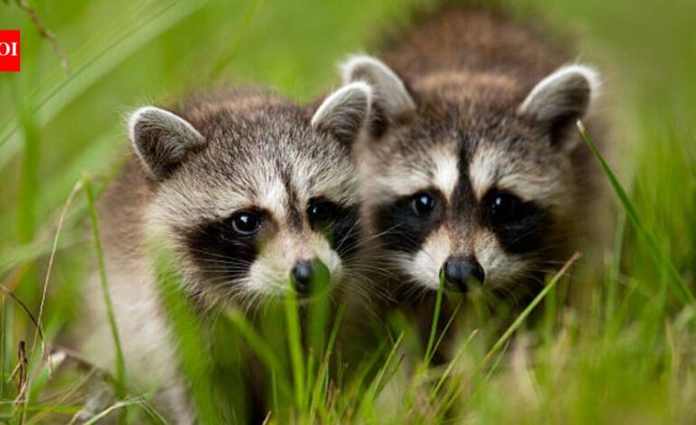 Two pairs of North American raccoons were released in Germany’s Kassel, today it is called the ‘raccoon capital of Europe’ with a population of around 30,000 animals and a disturbed public life